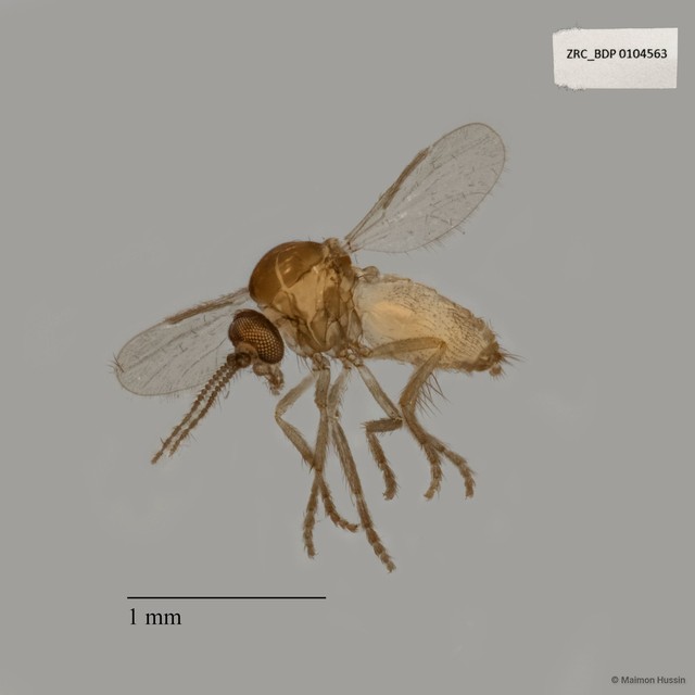 Ceratopogonidae sp. "ZRCBDP0021545"•&copy; Maimon Hussin•All Rights Reserved