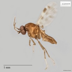 Ceratopogonidae sp. "ZRCBDP0021548"•&copy; Maimon Hussin•All Rights Reserved