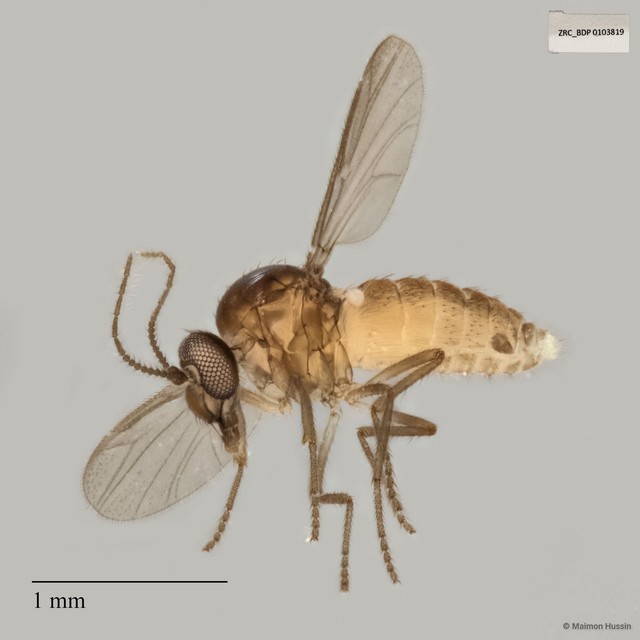 Ceratopogonidae sp. "ZRCBDP0021548"•&copy; Maimon Hussin•All Rights Reserved