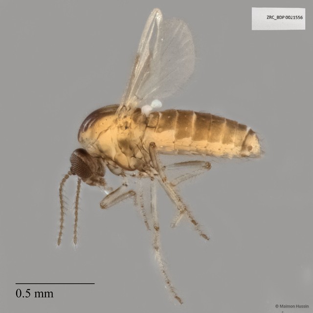 Ceratopogonidae sp. "ZRCBDP0021556"•&copy; Maimon Hussin•All Rights Reserved