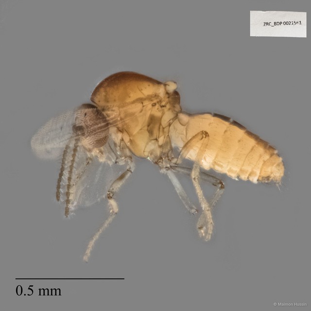 Ceratopogonidae sp. "ZRCBDP0021561"•&copy; Maimon Hussin•All Rights Reserved