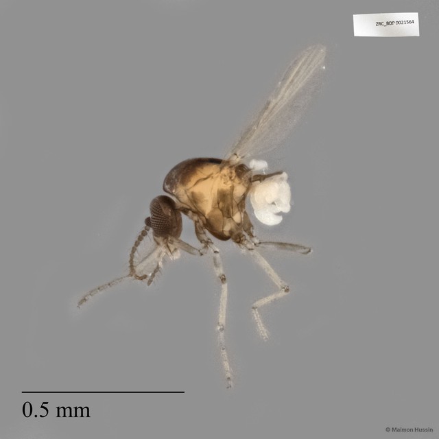 Ceratopogonidae sp. "ZRCBDP0021564"•&copy; Maimon Hussin•All Rights Reserved