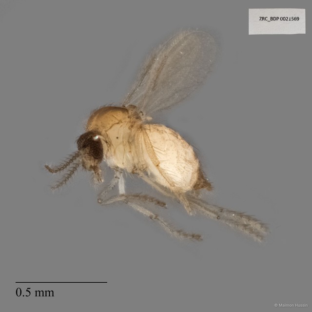 Ceratopogonidae sp. "ZRCBDP0021569"•&copy; Maimon Hussin•All Rights Reserved