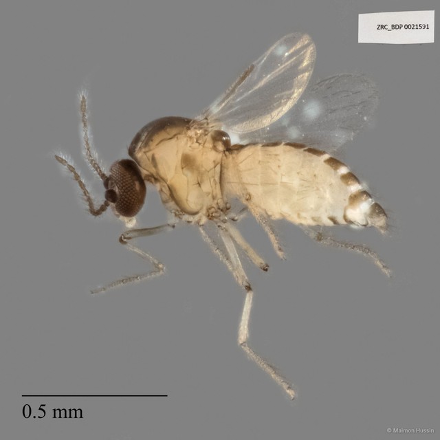 Ceratopogonidae sp. "ZRCBDP0021591"•&copy; Maimon Hussin•All Rights Reserved