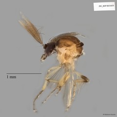 Ceratopogonidae sp. "ZRCBDP0021625"•&copy; Maimon Hussin•All Rights Reserved