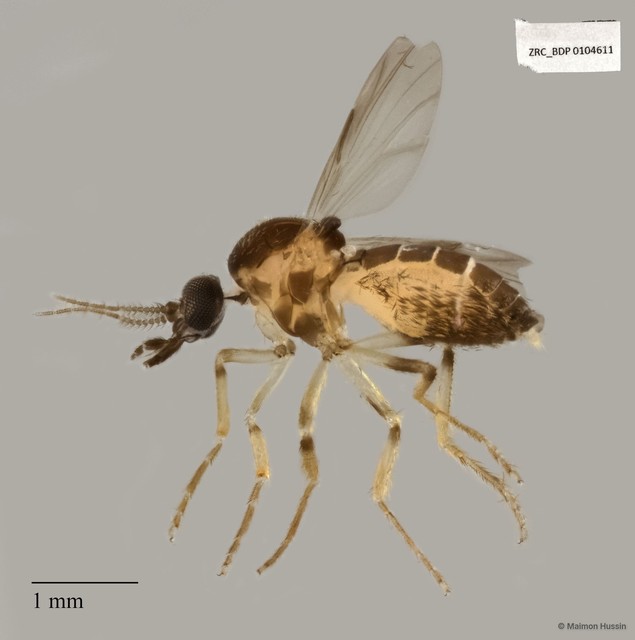 Ceratopogonidae sp. "ZRCBDP0021625"•&copy; Maimon Hussin•All Rights Reserved