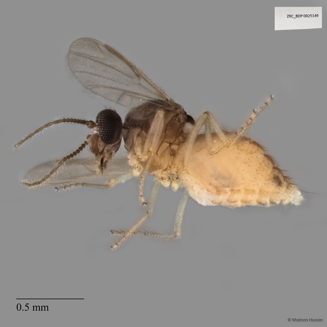 Ceratopogonidae sp. "ZRCBDP0025149"•&copy; Maimon Hussin•All Rights Reserved