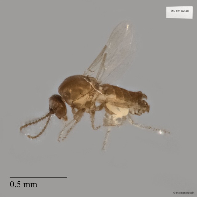 Ceratopogonidae sp. "ZRCBDP0025151"•&copy; Maimon Hussin•All Rights Reserved