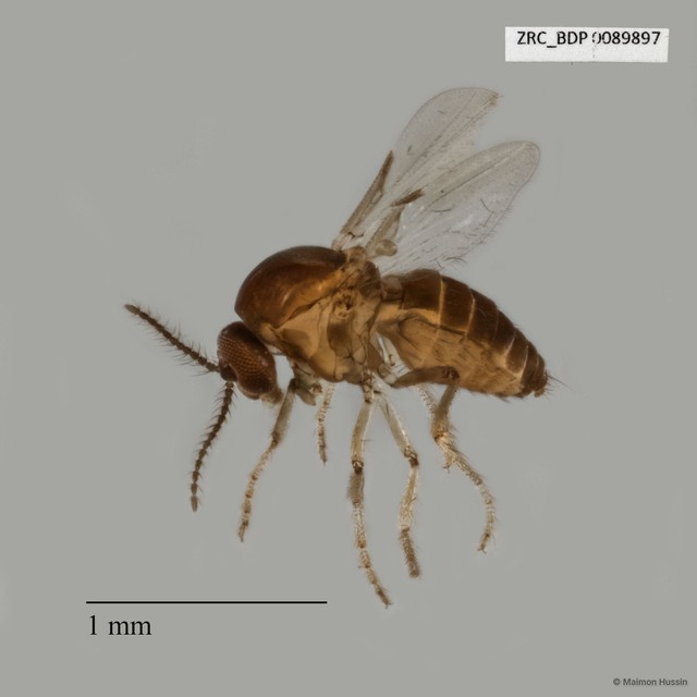 Ceratopogonidae sp. "ZRCBDP0025337"•&copy; Maimon Hussin•All Rights Reserved