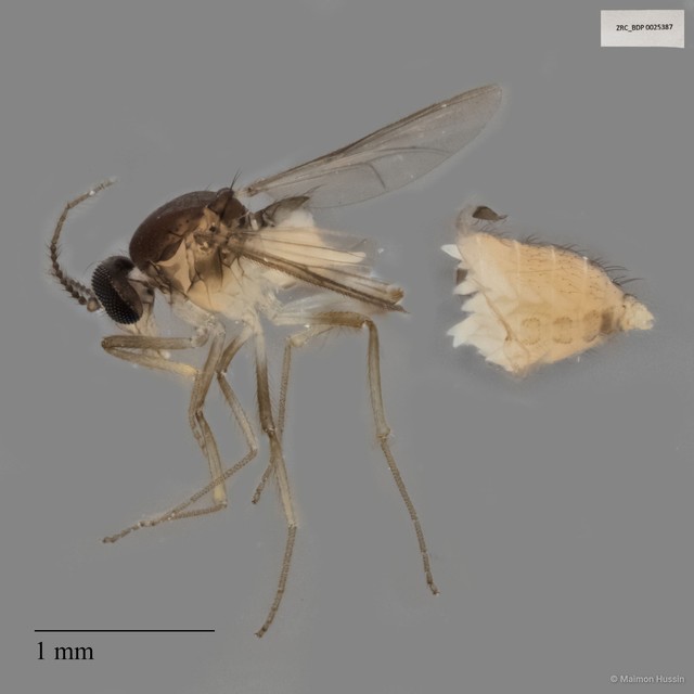 Ceratopogonidae sp. "ZRCBDP0025387"•&copy; Maimon Hussin•All Rights Reserved