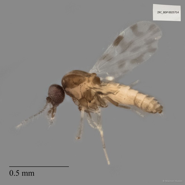 Ceratopogonidae sp. "ZRCBDP0025714"•&copy; Maimon Hussin•All Rights Reserved