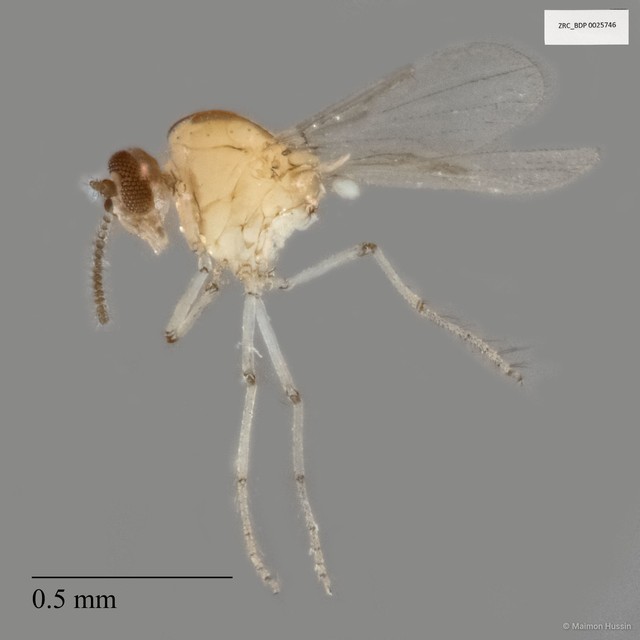 Ceratopogonidae sp. "ZRCBDP0025746"•&copy; Maimon Hussin•All Rights Reserved