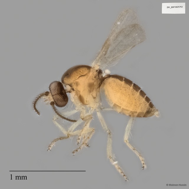 Ceratopogonidae sp. "ZRCBDP0025752"•&copy; Maimon Hussin•All Rights Reserved