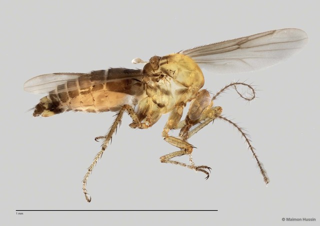 Ceratopogonidae sp. "ZRCBDP0049114"•&copy; Maimon Hussin•All Rights Reserved