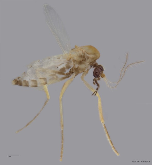 Ceratopogonidae sp. "ZRCBDP0049215"•&copy; Maimon Hussin•All Rights Reserved