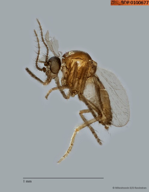 Ceratopogonidae sp. "ZRCBDP0100677"•&copy; Miteshravin S/O Ravindran•All Rights Reserved