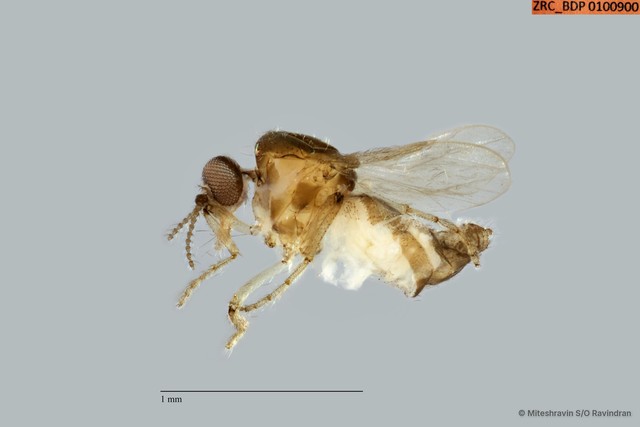 Ceratopogonidae sp. "ZRCBDP0100915"•&copy; Miteshravin S/O Ravindran•All Rights Reserved