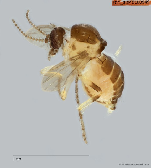 Ceratopogonidae sp. "ZRCBDP0100949"•&copy; Miteshravin S/O Ravindran•All Rights Reserved
