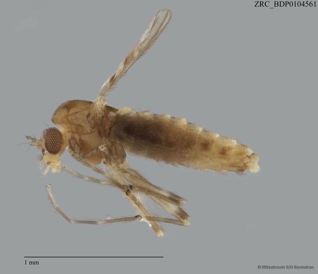 Ceratopogonidae sp. "ZRCBDP0101498"•&copy; Miteshravin S/O Ravindran•All Rights Reserved