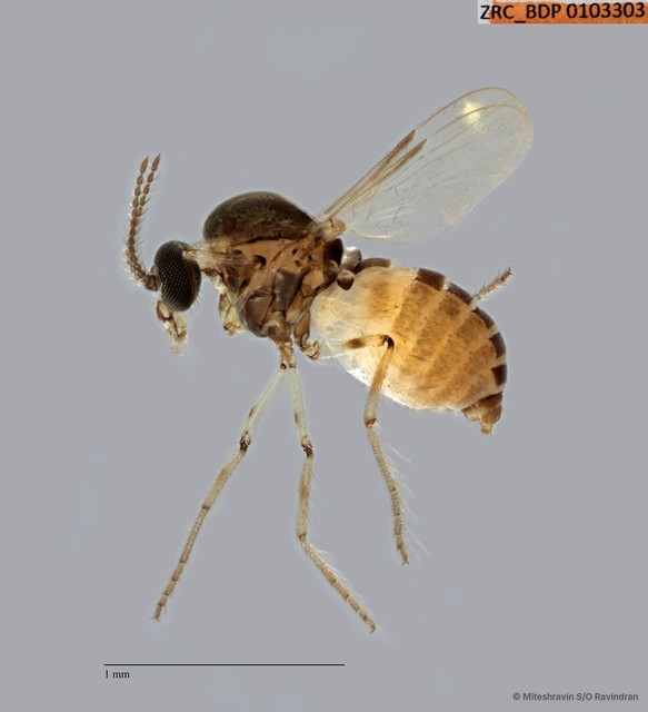 Ceratopogonidae sp. "ZRCBDP0103303"•&copy; Miteshravin S/O Ravindran•All Rights Reserved