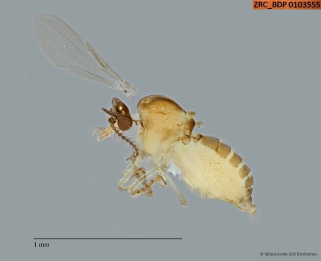 Ceratopogonidae sp. "ZRCBDP0103555"•&copy; Miteshravin S/O Ravindran•All Rights Reserved