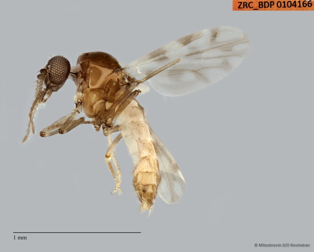 Ceratopogonidae sp. "ZRCBDP0104276"•&copy; Miteshravin S/O Ravindran•All Rights Reserved