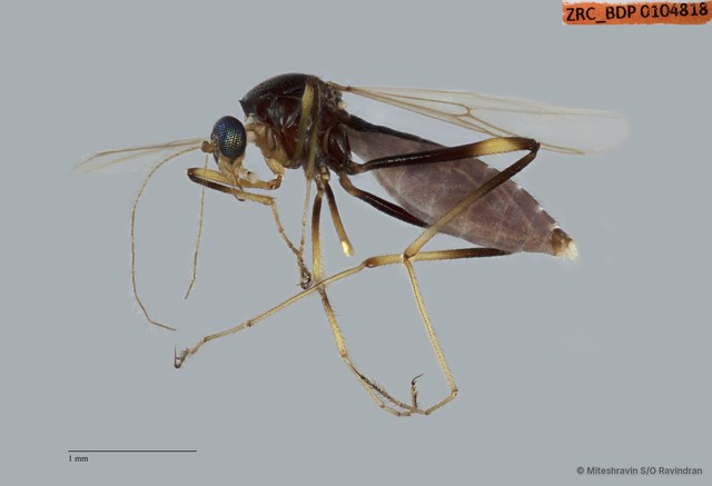 Ceratopogonidae sp. "ZRCBDP0104818"•&copy; Miteshravin S/O Ravindran•All Rights Reserved