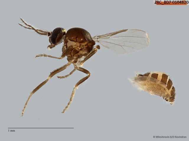 Ceratopogonidae sp. "ZRCBDP0104820"•&copy; Miteshravin S/O Ravindran•All Rights Reserved