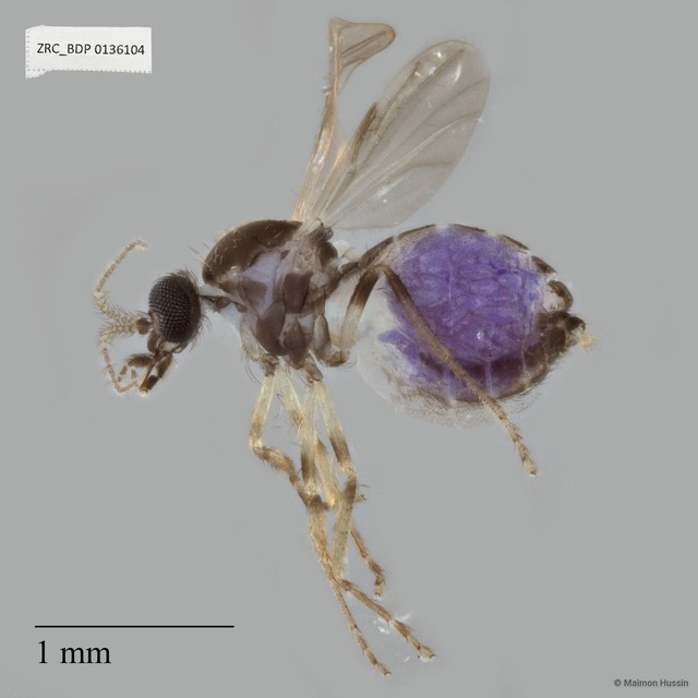 Ceratopogonidae sp. "ZRCBDP0136104"•&copy; Maimon Hussin•All Rights Reserved