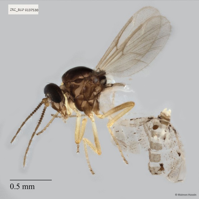 Ceratopogonidae sp. "ZRCBDP0137530"•&copy; Maimon Hussin•All Rights Reserved