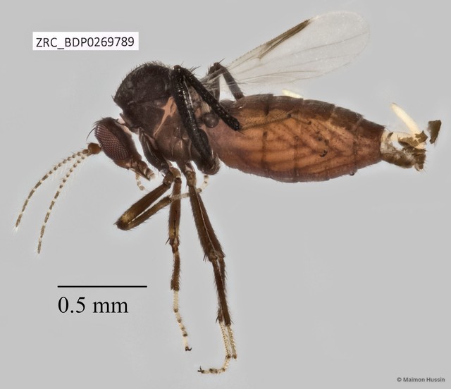 Ceratopogonidae sp. "ZRCBDP0269789"•&copy; Maimon Hussin•All Rights Reserved