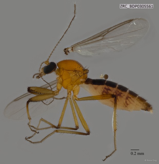 Ceratopogonidae sp. "ZRCBDP0305561"•&copy; Rene Ong•All Rights Reserved