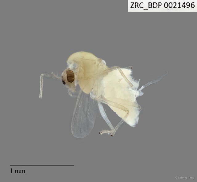 Chironomidae sp. "2298"•&copy; Sabrina Tang•All Rights Reserved