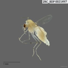 Chironomidae sp. "2298"•&copy; Sabrina Tang•All Rights Reserved