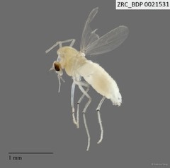 Chironomidae sp. "2298"•&copy; Sabrina Tang•All Rights Reserved