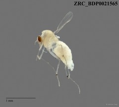 Chironomidae sp. "2298"•&copy; Sabrina Tang•All Rights Reserved