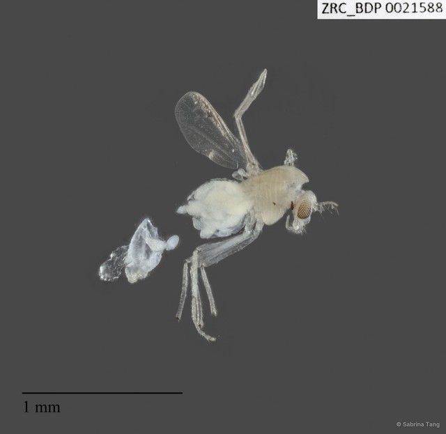 Chironomidae sp. "246"•&copy; Sabrina Tang•All Rights Reserved