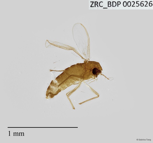 Chironomidae sp. "2593"•&copy; Sabrina Tang•All Rights Reserved