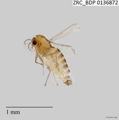 Chironomidae sp. "2593"•&copy; Sabrina Tang•All Rights Reserved