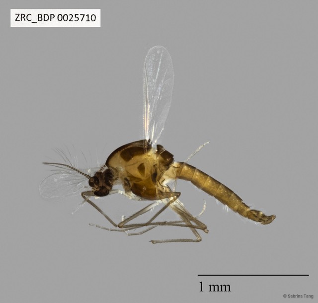 Chironomidae sp. "519"•&copy; Sabrina Tang•All Rights Reserved