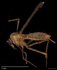 Chironomidae sp. "CL001"•&copy; Bilgenur Baloğlu•All Rights Reserved