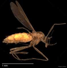 Chironomidae sp. "CL001"•&copy; Bilgenur Baloğlu•All Rights Reserved