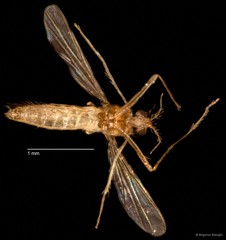 Chironomidae sp. "CL001"•&copy; Bilgenur Baloğlu•All Rights Reserved