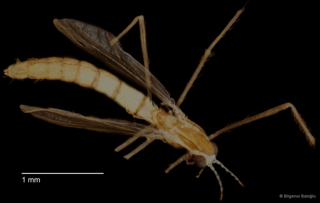 Chironomidae sp. "CL002"•&copy; Bilgenur Baloğlu•All Rights Reserved