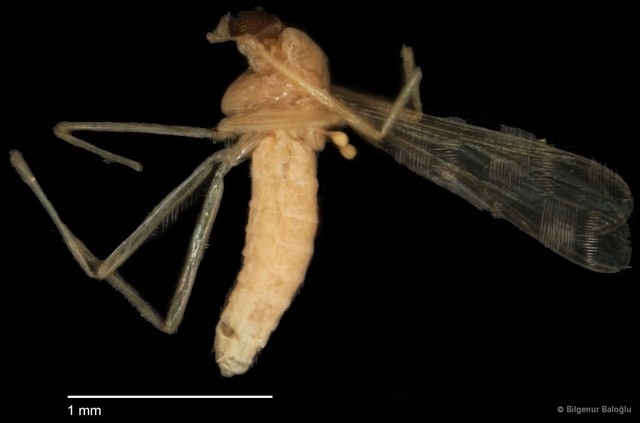 Chironomidae sp. "CL008"•&copy; Bilgenur Baloğlu•All Rights Reserved