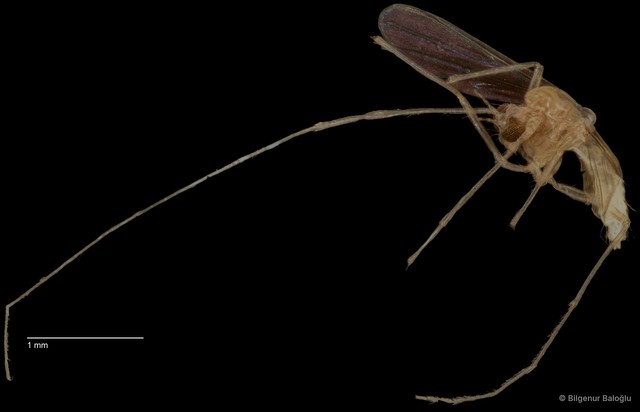 Chironomidae sp. "CL013"•&copy; Bilgenur Baloğlu•All Rights Reserved