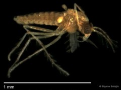 Chironomidae sp. "CL032"•&copy; Bilgenur Baloğlu•All Rights Reserved