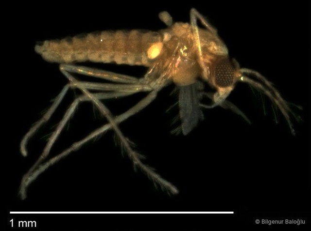 Chironomidae sp. "CL032"•&copy; Bilgenur Baloğlu•All Rights Reserved