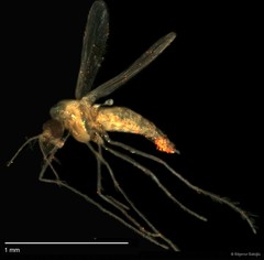 Chironomidae sp. "CL032"•&copy; Bilgenur Baloğlu•All Rights Reserved