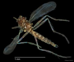 Chironomidae sp. "CL032"•&copy; Bilgenur Baloğlu•All Rights Reserved